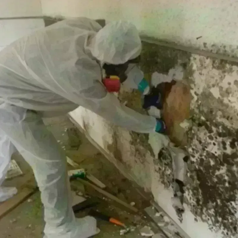 Mold Remediation and Removal in Champaign, IL